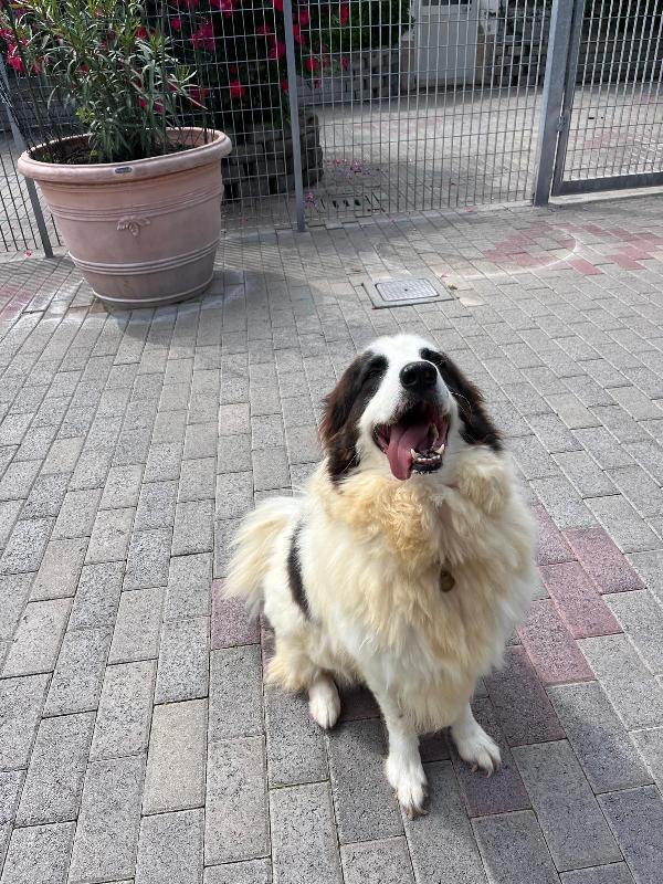 SIMBA MAREMMANO Foto 11